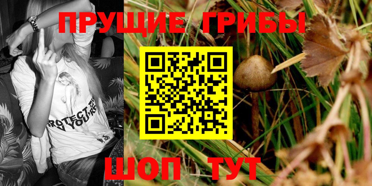 купить наркотик  Псилоцибиновые грибы Cubensis  Вход с VPN  Зеленогорск 